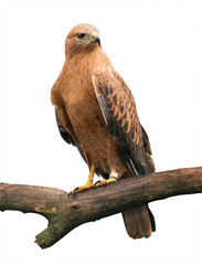 Long-legged buzzard on white background (Buteo rufinus)