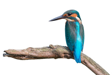 Common Kingfisher (Alcedo atthis)