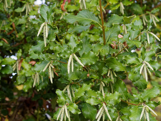 Garrya elliptica | Garrya à feuilles elliptiques 'James Roof' ou garrya à glands soyeux, arbuste buissonnant à tiges vert pourpré, au feuillage épais vert sombre avec de long chatons blanchâtres