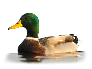 Mallard On White