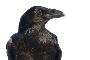 Raven portrait on white