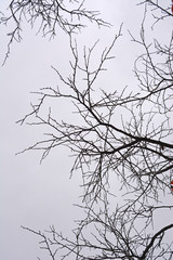 Tree branches on background of autumn sky.