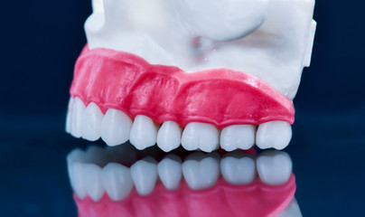 Upper human jaw model with a reflection on the glass