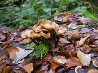 Pilze im Herbst