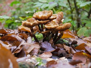 Pilze im Herbst