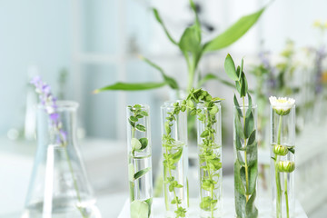 Test tubes with different plants in laboratory, closeup