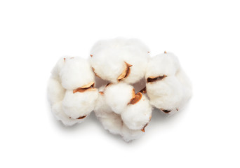 Beautiful fluffy cotton flowers on white background
