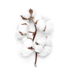 Beautiful fluffy cotton flowers on white background