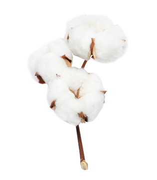 Beautiful fluffy cotton flowers on white background