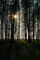 Fototapeta premium Forest Altai