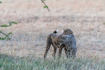 Cheetah cubs playing with each other under bush in Maasai Mara national reserve Kenya