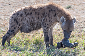 Hyène solitaire repérée séparée de son groupe en train de manger la tête de gnou dans la réserve de Masai Mara