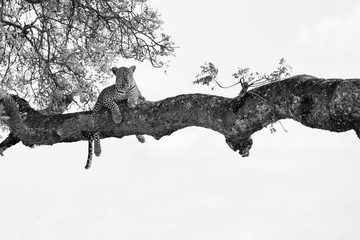 Leopard female resting in a thick branch a tree in artistic conversion