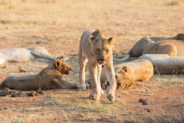 Lone lioness walking through dry brown grass hunt for food