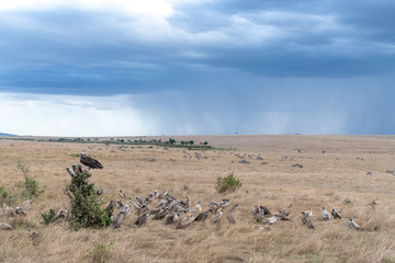 Fototapeta na wymiar Vultures flying in and waiting to scavenge dead animal hunted by cheetah in Maasai Mara reserve