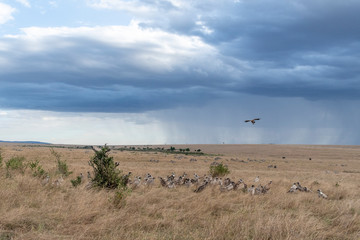 Fototapeta premium Vultures flying in and waiting to scavenge dead animal hunted by cheetah in Maasai Mara reserve
