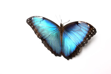 Fototapeta na wymiar Beautiful Blue Morpho butterfly on white background