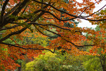 Tree view with red autumnal leaves with green leaves background, in the botanical garden of Madrid, Spain, Europe