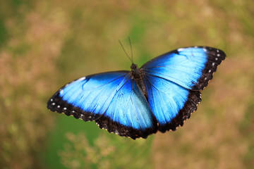 Fototapeta na wymiar Woman holding beautiful Blue Morpho butterfly outdoors, closeup