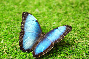 Fototapeta na wymiar Beautiful Blue Morpho butterfly on green grass outdoors