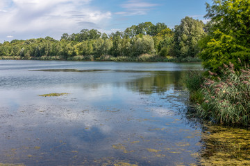 View from lake lauer and cospudener lake with wild nature in leipzig / Germany