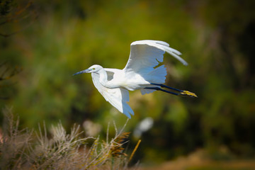 Little Egret in flight in the wild