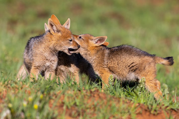 Three Black Backed Jackal puppies play in short green grass to develop skills