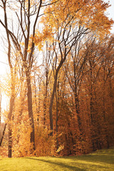 Beautiful trees with golden leaves in park. Autumn season