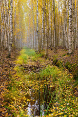 A drainage ditch divides the autumn birch forest into two parts on the swamp