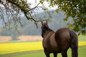 Naklejka premium Pferdegedanken. Schwarzes Pferd blickt in die Ferne