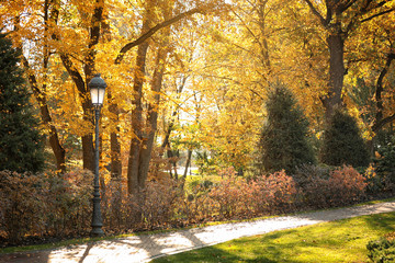 Beautiful autumn park with trees and bushes on sunny day