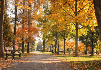 Naklejka premium Beautiful autumn park with trees and yellow leaves on sunny day