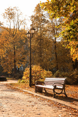 Bench near beautiful trees in sunny autumn park