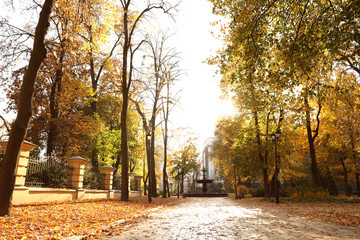 Naklejka premium Piękne drzewa z żółtymi liśćmi w słonecznym jesiennym parku