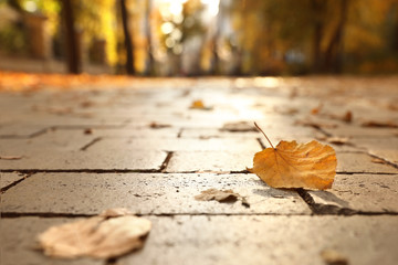 Dry autumn leaves on paved street in sunny park, closeup