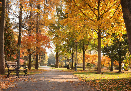 Beautiful autumn park with trees and yellow leaves on sunny day