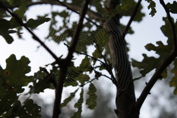 morning, fog, spiders web