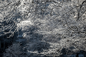 trees in winter, stockholm, sweden
