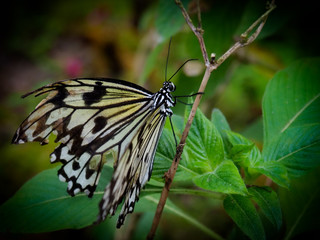 Fototapeta na wymiar Papillon blanc et noir posé sur une branche