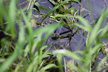 Frog in a pond. It is waiting for a fly