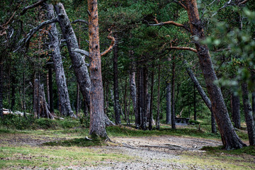 trees in the forest,  jämtland, sweden