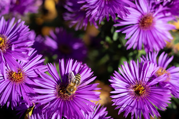 Obraz premium A bee on a vivid puprple violet