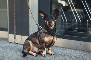 Calm dog waiting for the owner on the street on a sunny autumn day