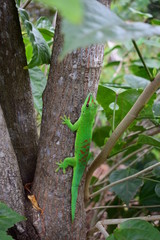 Lézard vert de la Réunion