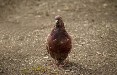 Close view of a pigeon on a road. He is curious and looking into the camera.