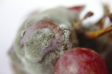 Close-up of moldy red grapes.
