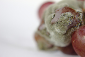 Close-up of moldy red grapes on white background.
