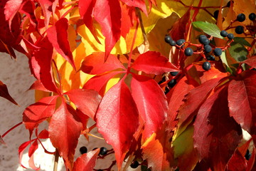 Herbstblätter, Wilder Wein mit Herbstfärbung, Parthenocissus quinquefolia, Selbstkletternde...
