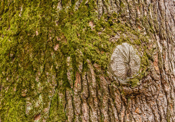 closeup of the trunk of a Himalayan cedar/green lichens on the trunk of himalayan cedar