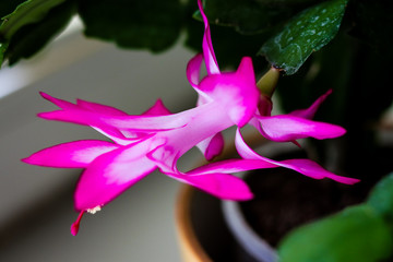 Close view of a purple flower